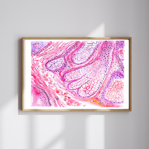 Sebaceous Gland Histology Art Print