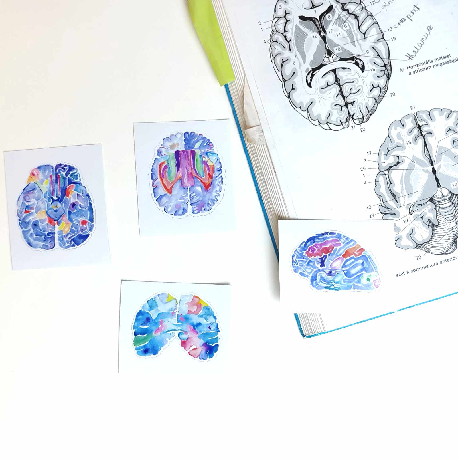 Brain Roots Stickers Brain Anatomy Stickers, Set of 4 - medpapers