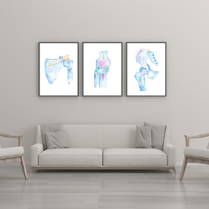 Shoulder, Knee, Pelvis Anatomy Art Set of 3, Orthopedic Art, Chiropractic Art, Physical Therapy Art