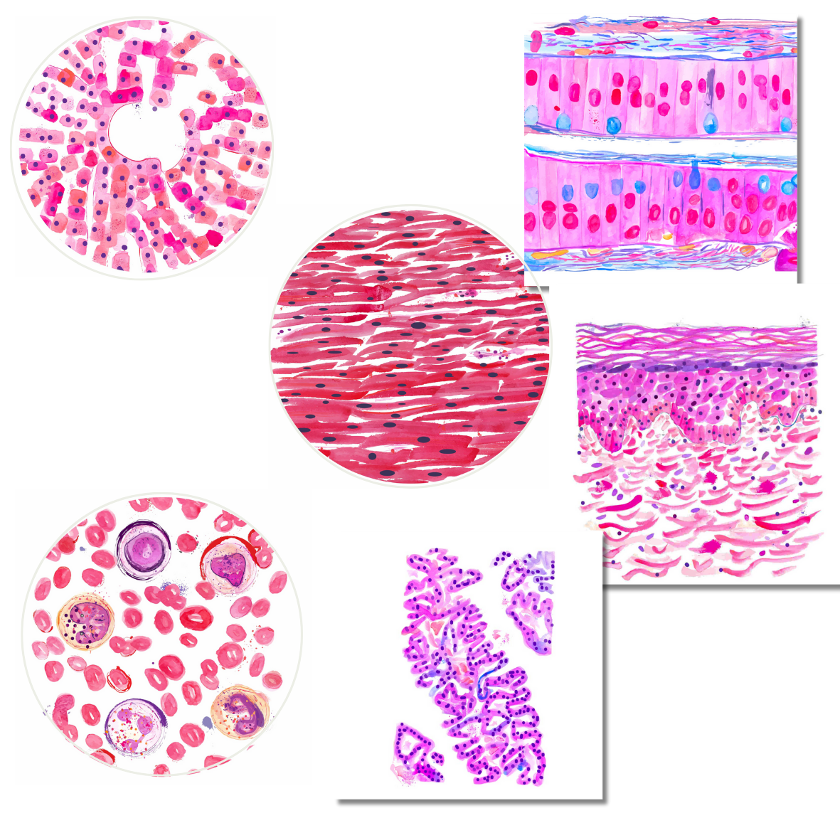 Pathology Stickers, Set of 6, Round and Rectangular