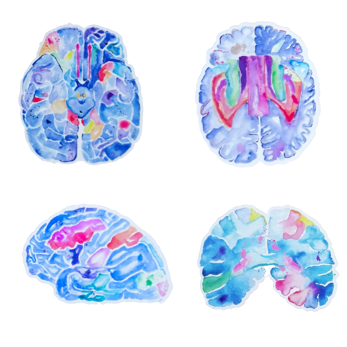 Brain Anatomy Stickers, Set of 4
