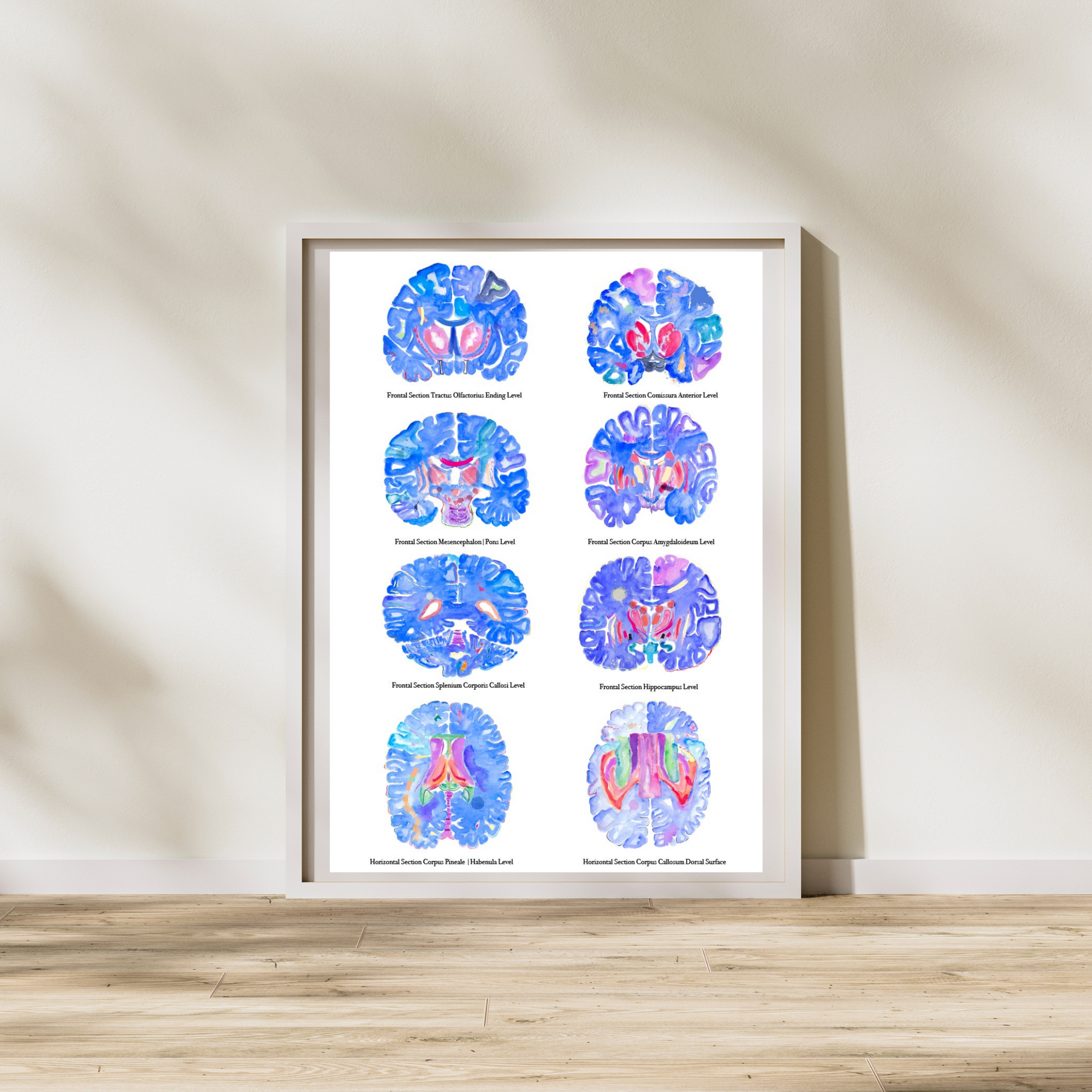 Brain Sections Anatomy Art Print