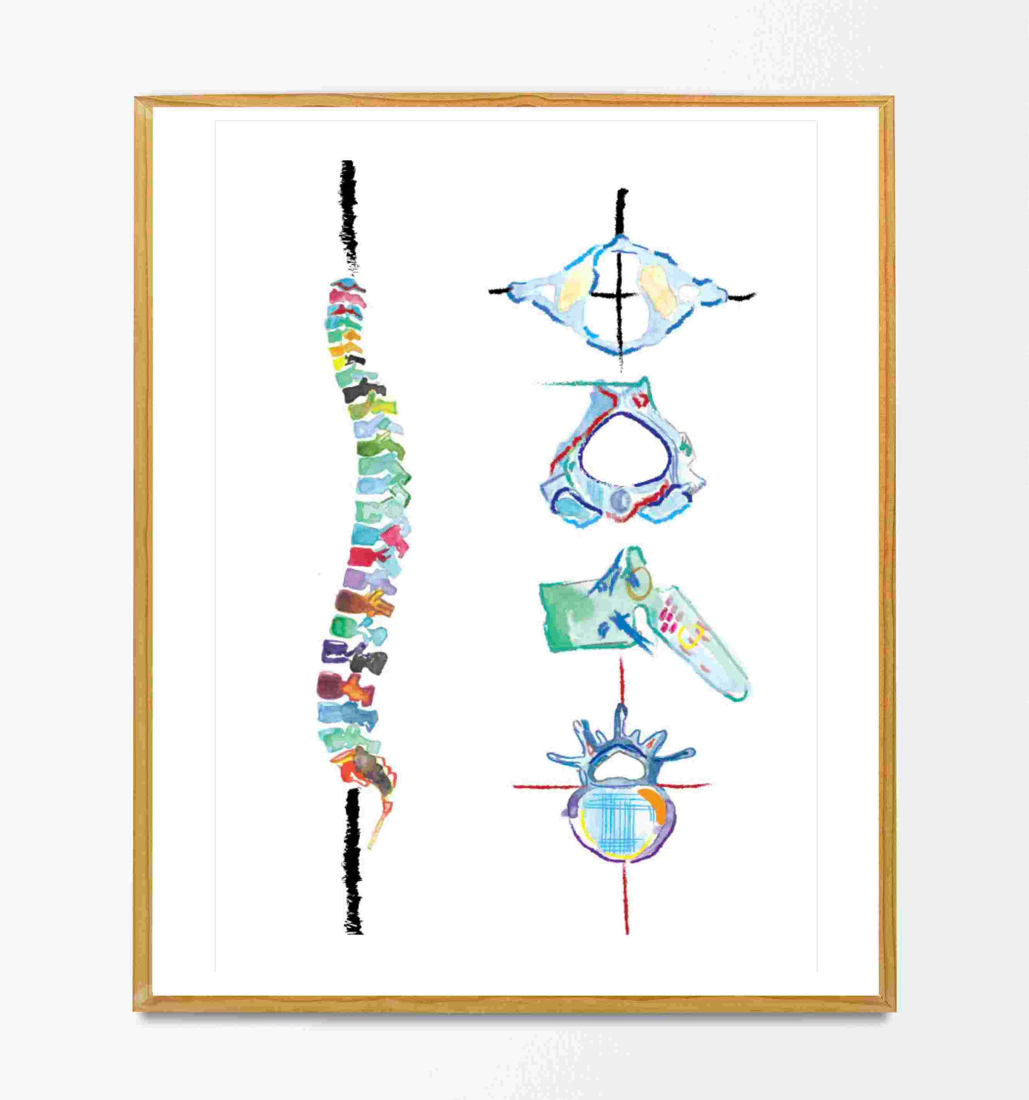 Spine and Vertebrae Abstract Anatomy Art Print