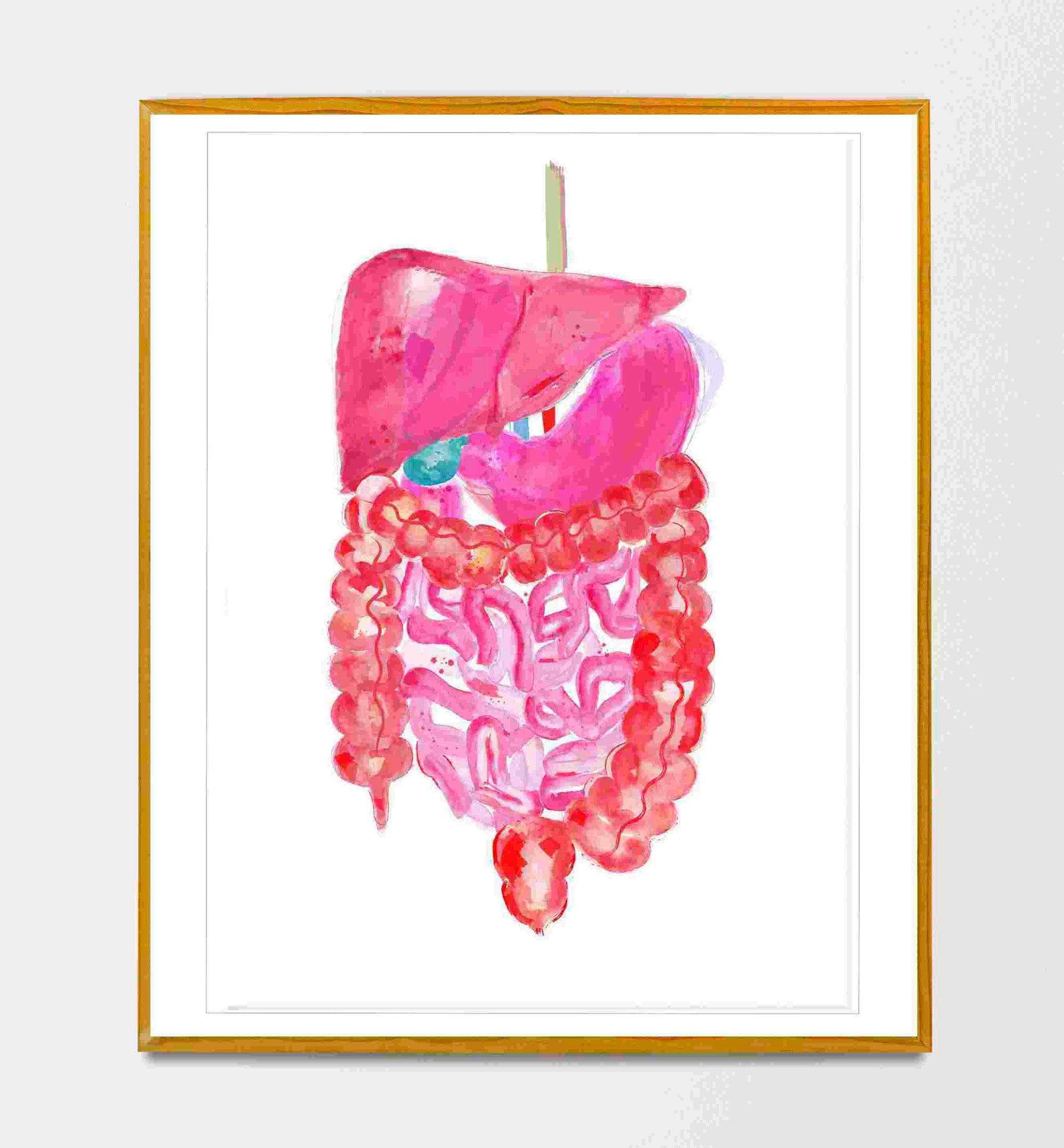 Abdominal Anatomy, Gastrointestinal Print, General Surgery Art