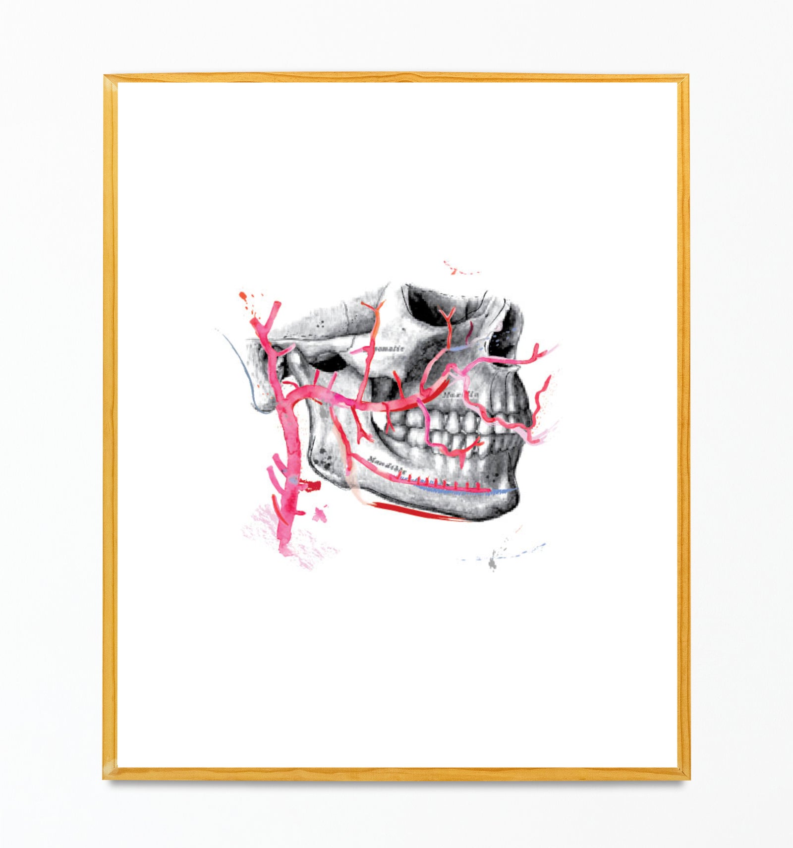 Maxilla and Arteria Maxillaris Dental Oral and Maxillofacial Surgery Art Print