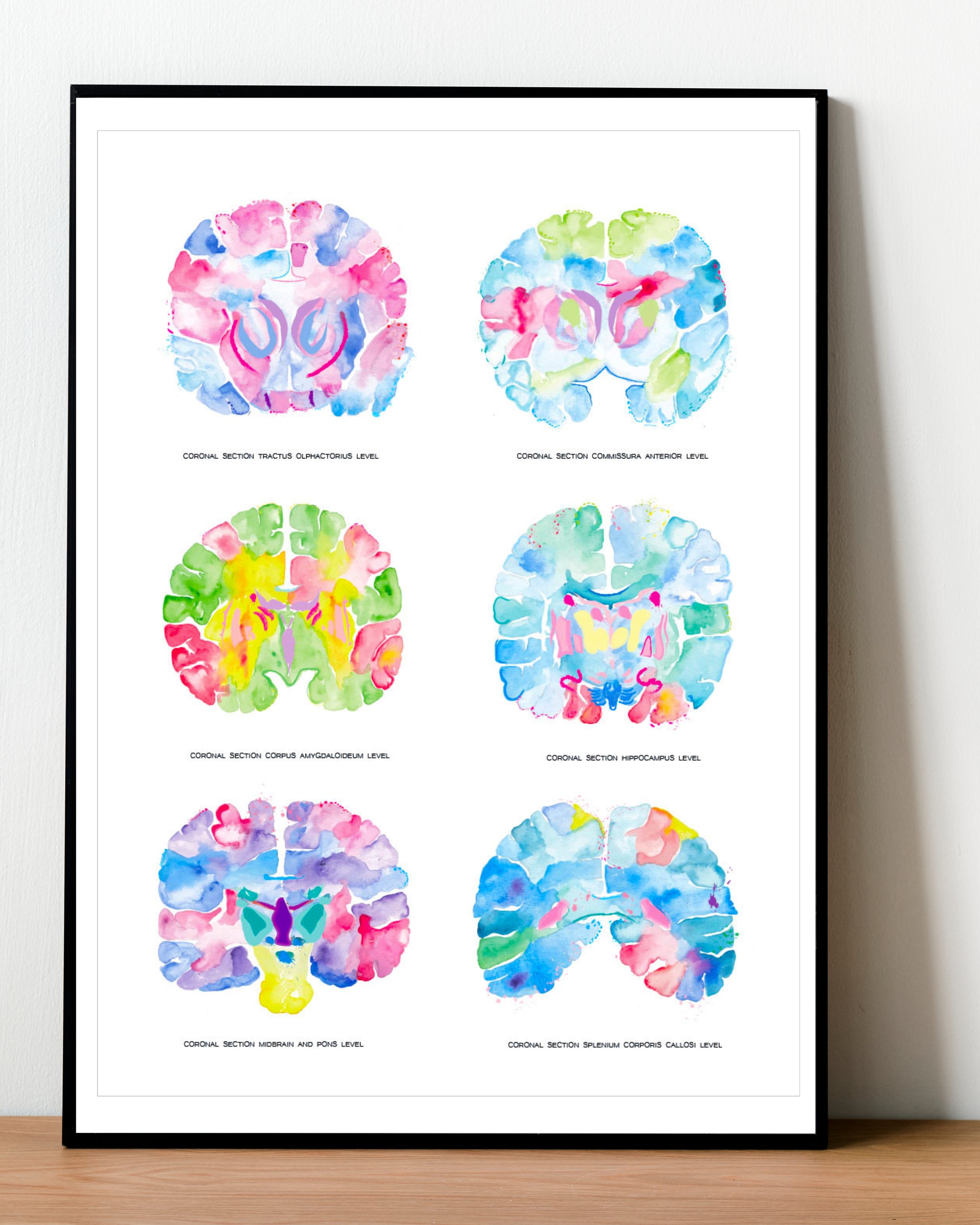 Brain Neuroanatomy Art, Neurologist Gift, Medical Office Decor