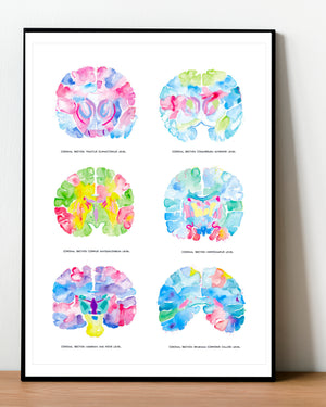 brain anatomy artwork