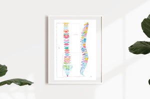 Spine Human Anatomy Chiropractic Artwork