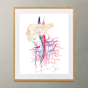 Abdominal Vessels Anatomy Art, General Surgery Print
