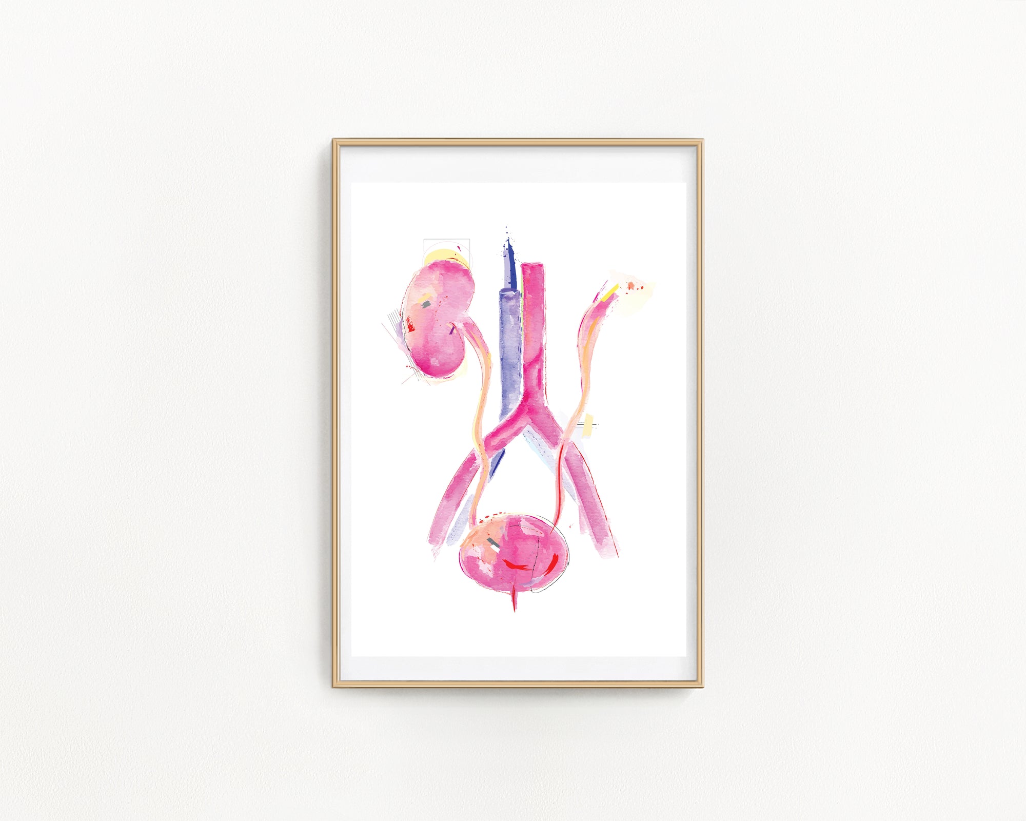 bladder anatomy art