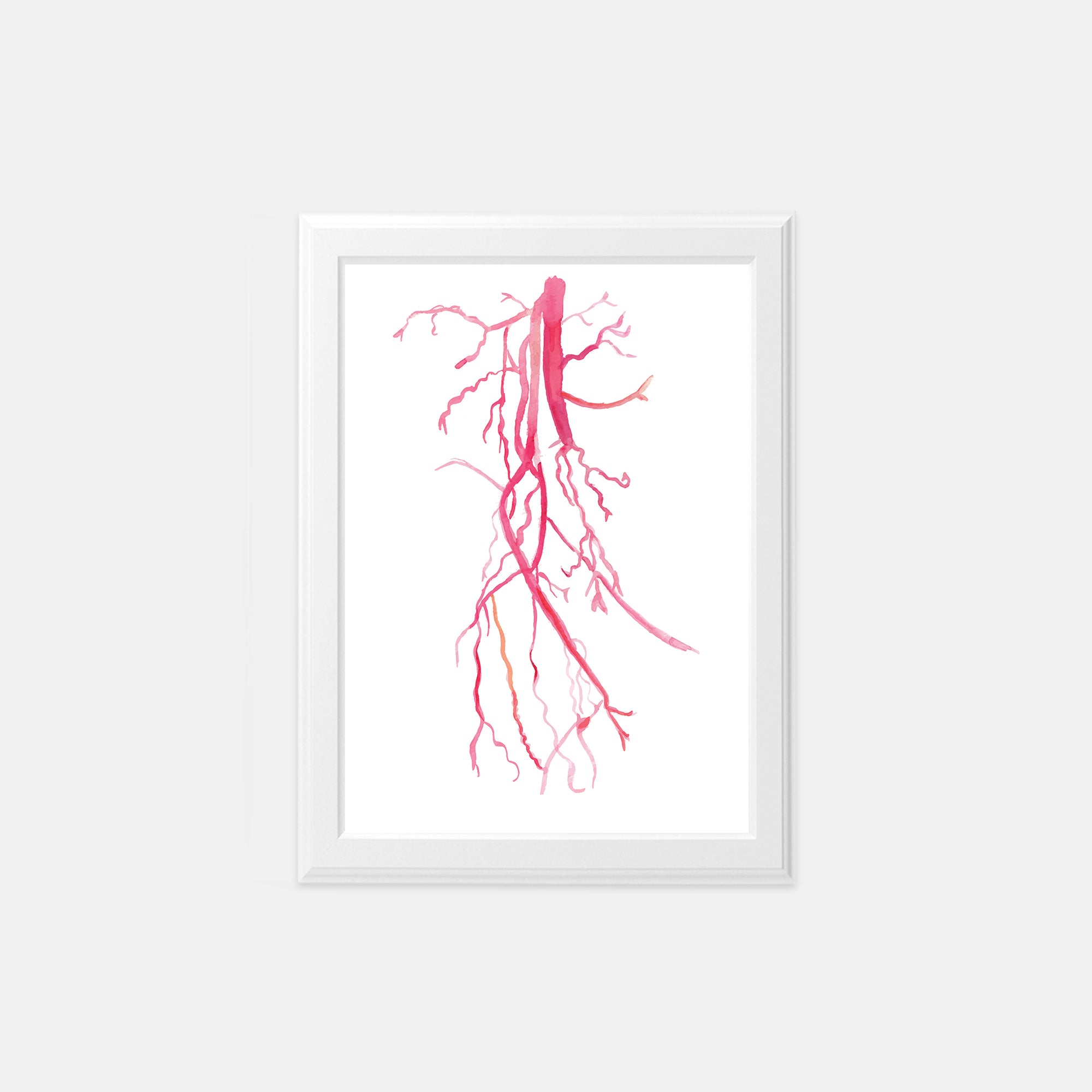 vascular anatomy