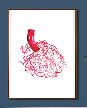 heart vascularization