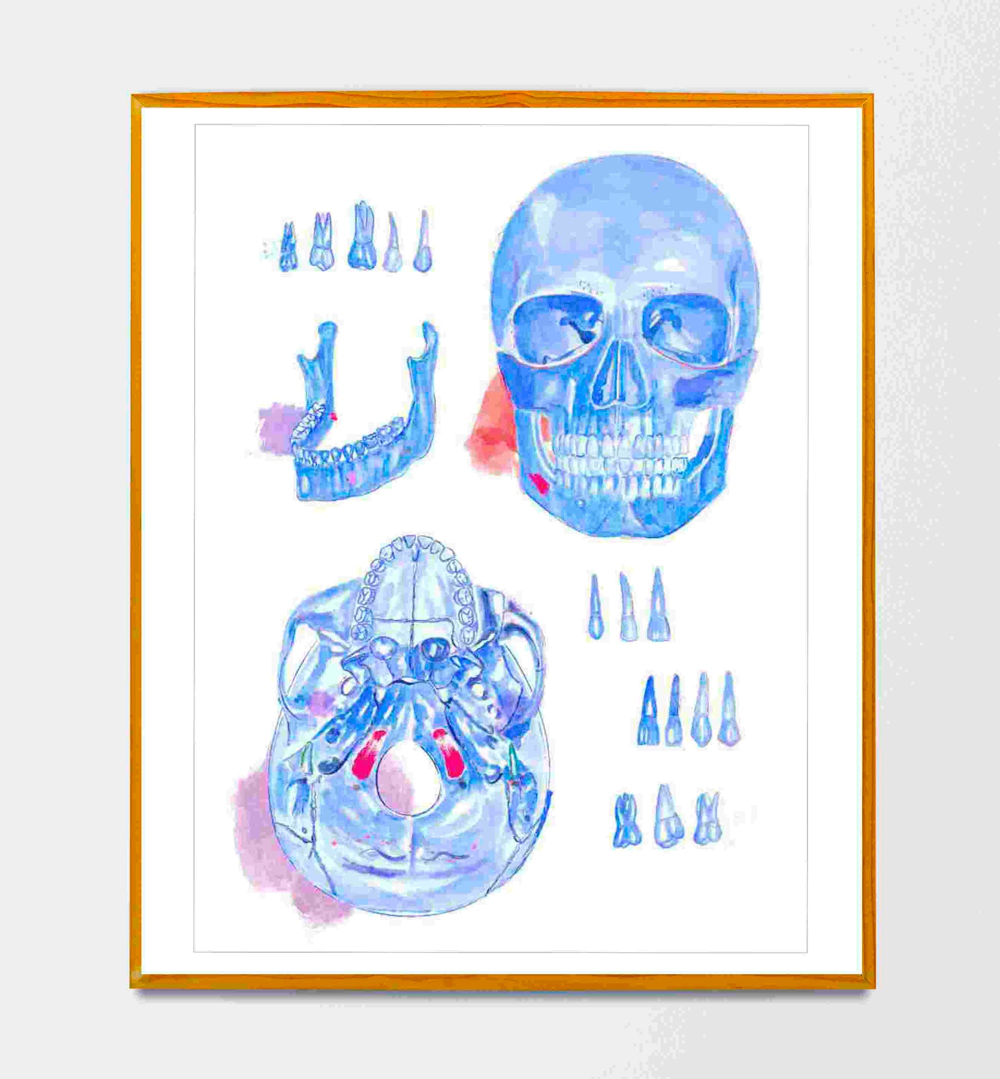 skull anatomy art