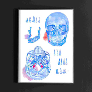Human Anatomy Skull art Print, Dental Artwork