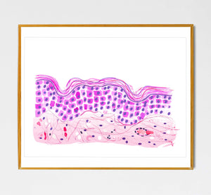 Skin Histology Watercolor Art