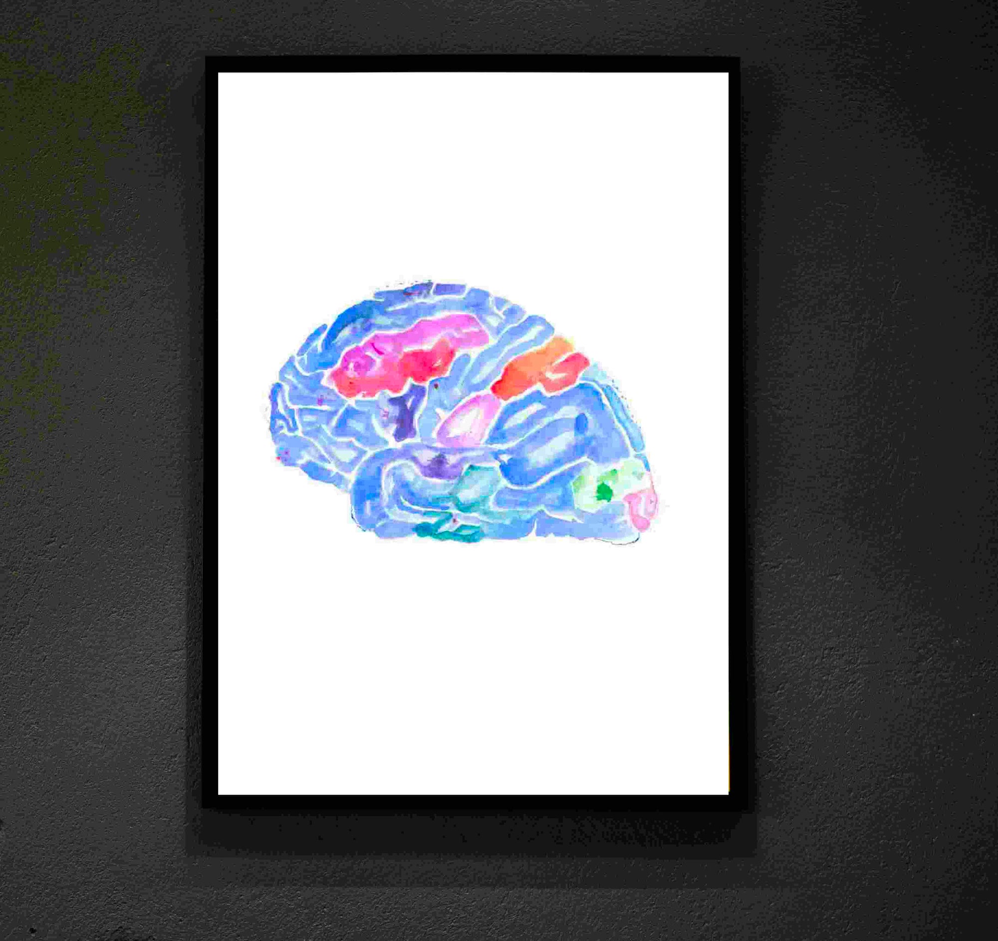 neuroanatomy artwork