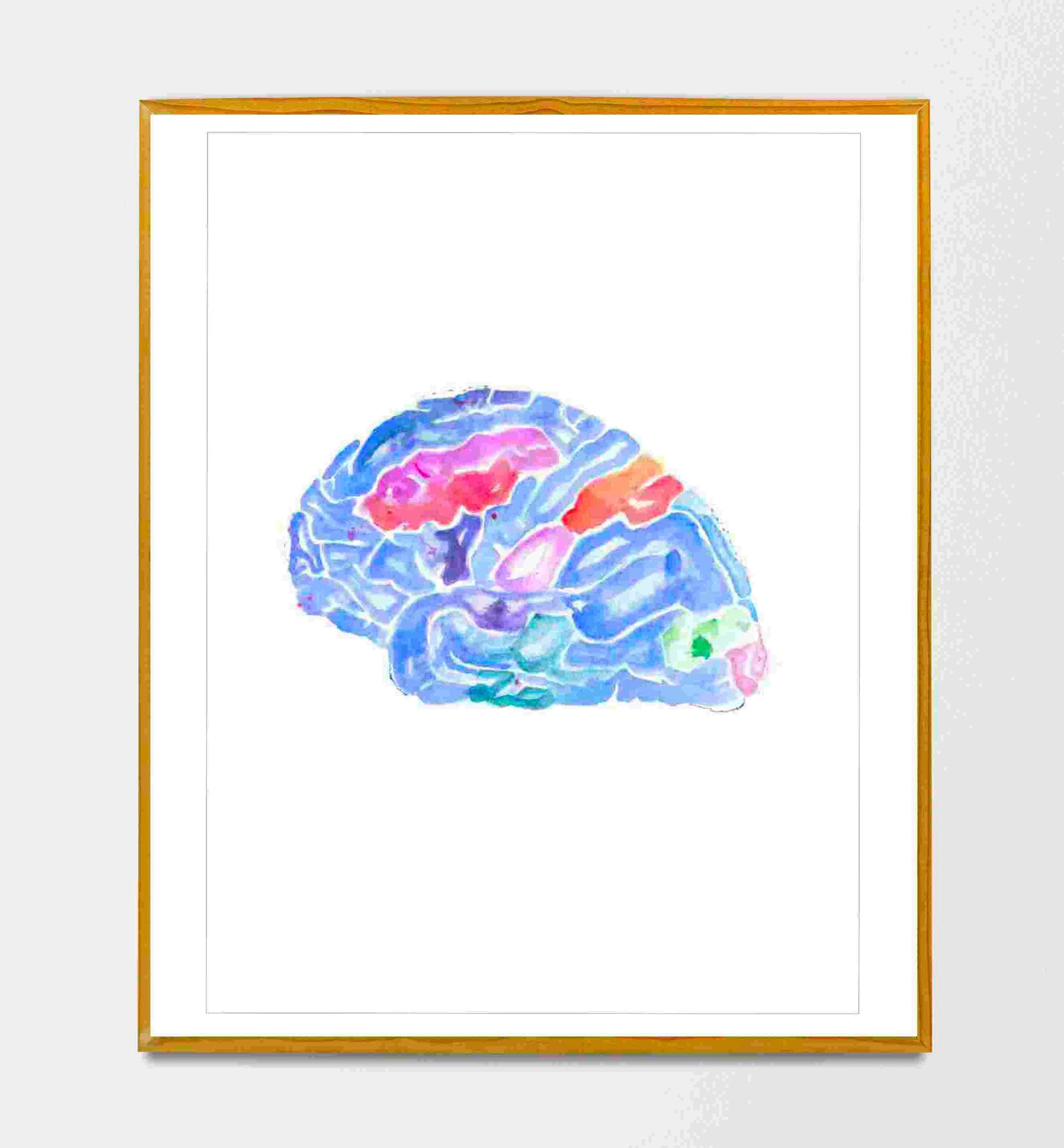 brain anatomy art print
